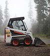 [Bobcat in the woods] - North Cascades Scenic Byway, fog, forest, rainforest, Washington